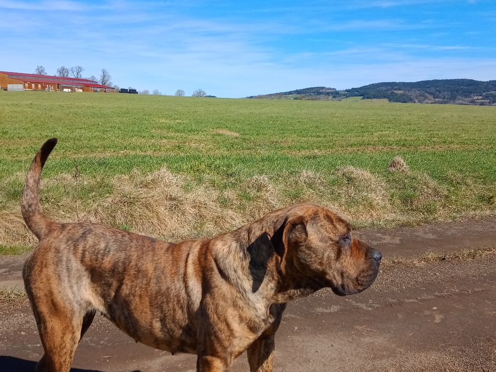 Shannen von den velay bergen