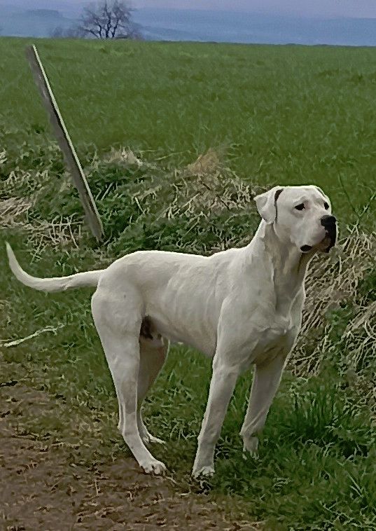 Riddick Des Monts Du Velay