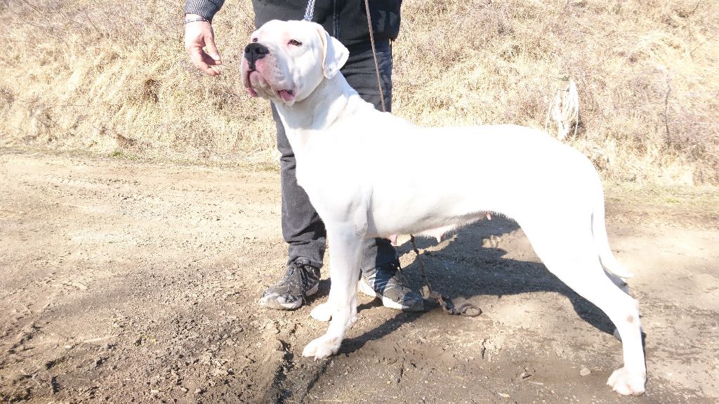 Najiko Des Monts Du Velay