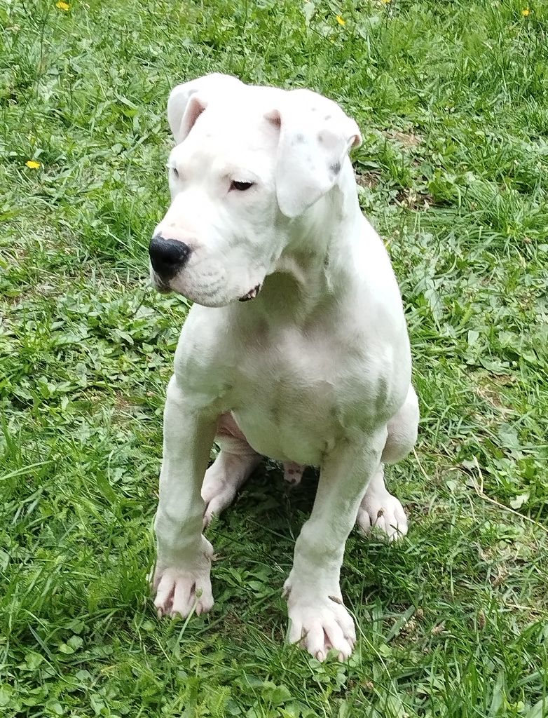 Astro del Sueno Latino