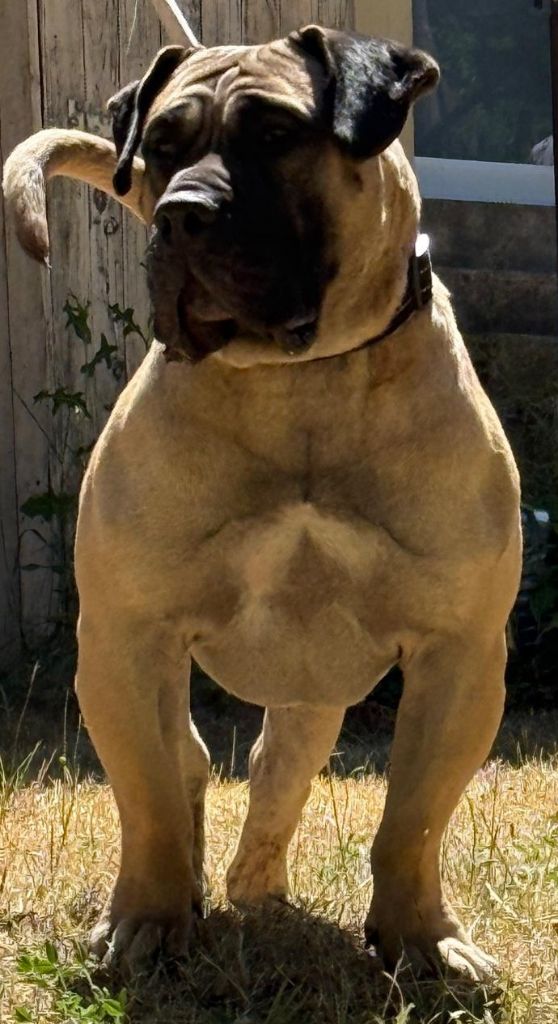 Des Monts Du Velay - Dogo Canario - Portée née le 17/06/2025