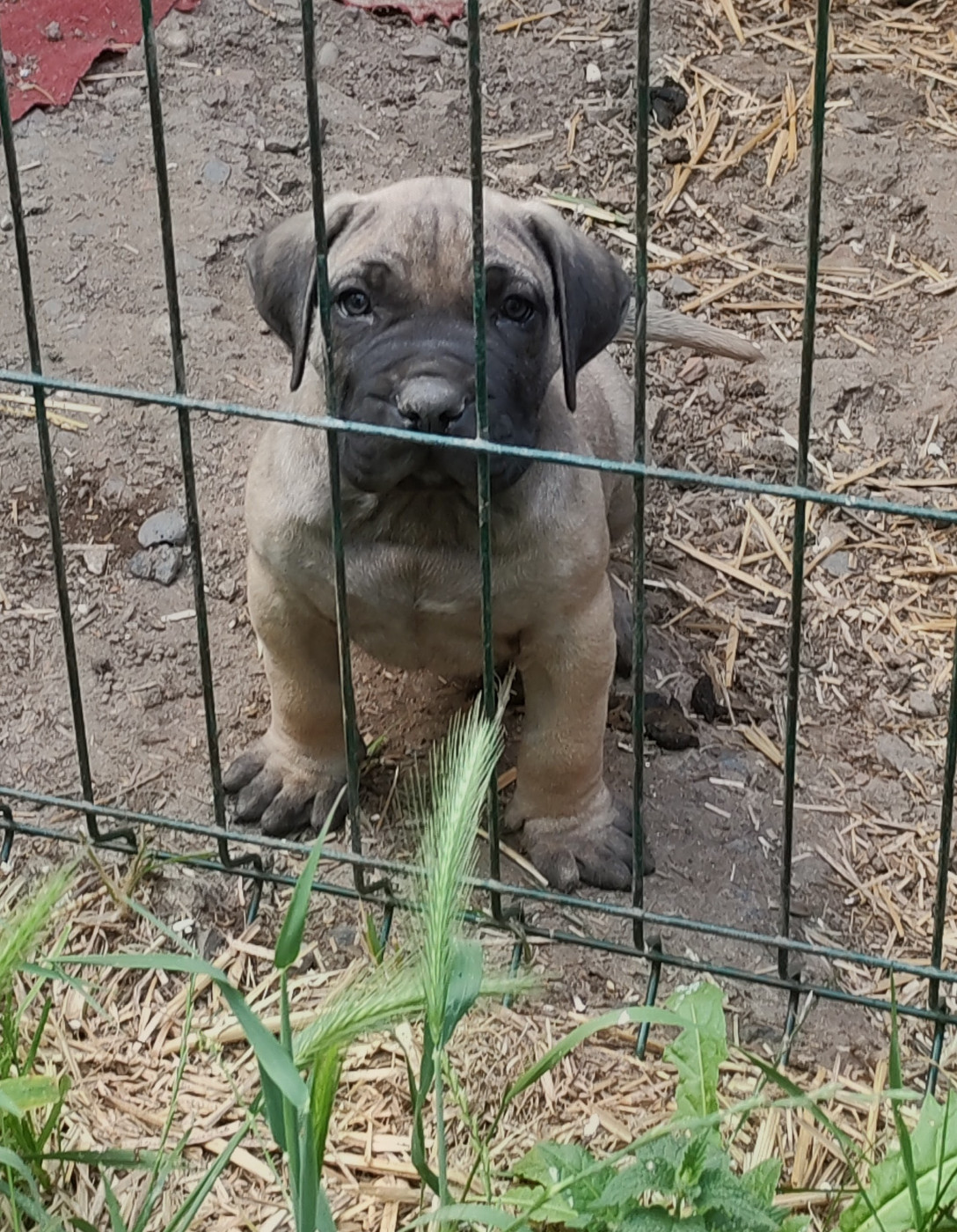 Des Monts Du Velay - Chiots disponibles - Dogo Canario