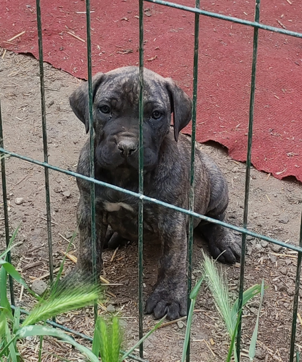 Des Monts Du Velay - Chiots disponibles - Dogo Canario