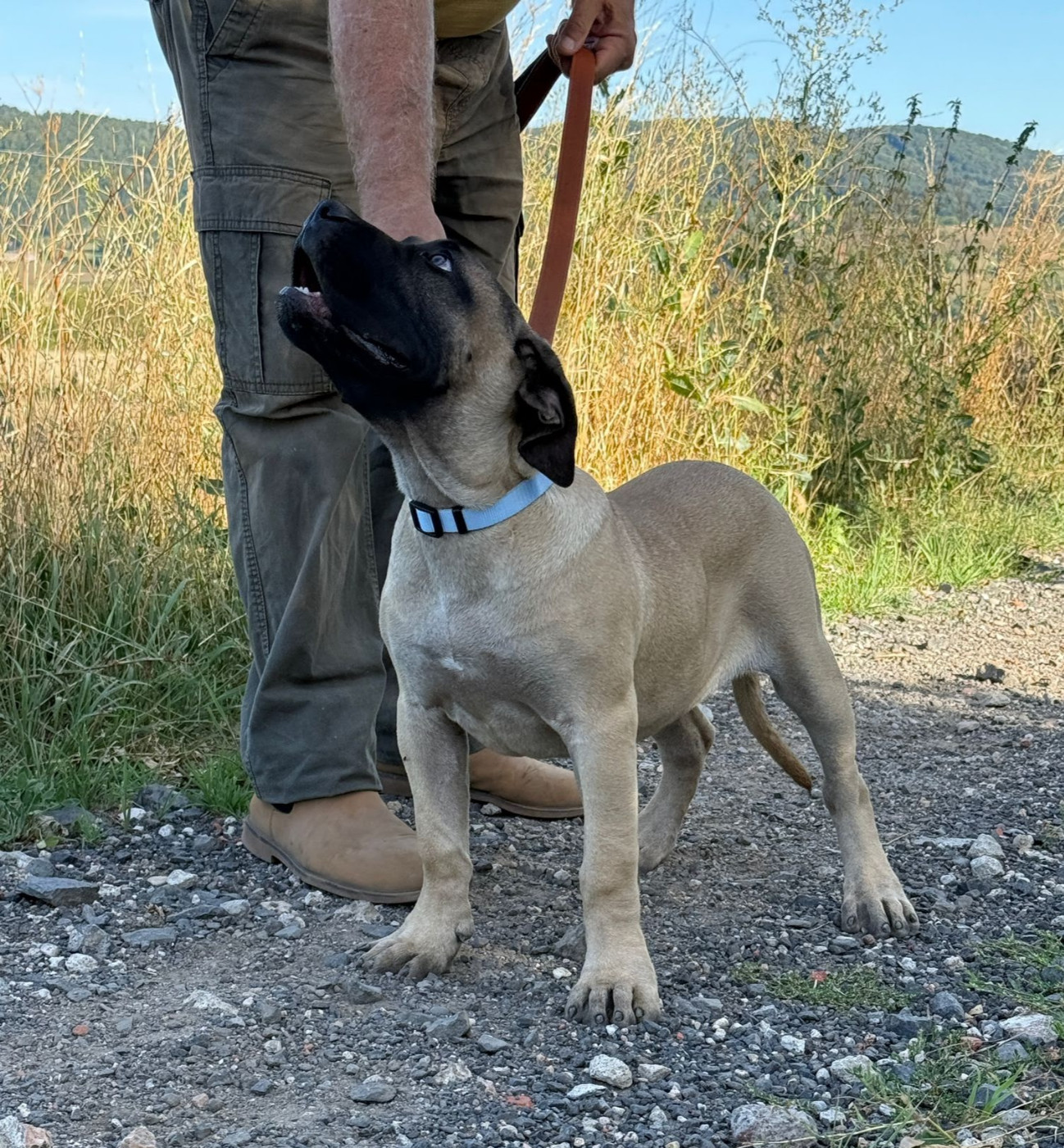 Des Monts Du Velay - Chiots disponibles - Presa canario