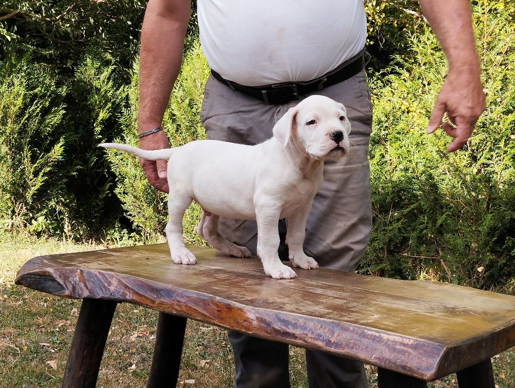 Des Monts Du Velay - Chiots disponibles - Dogo Argentino