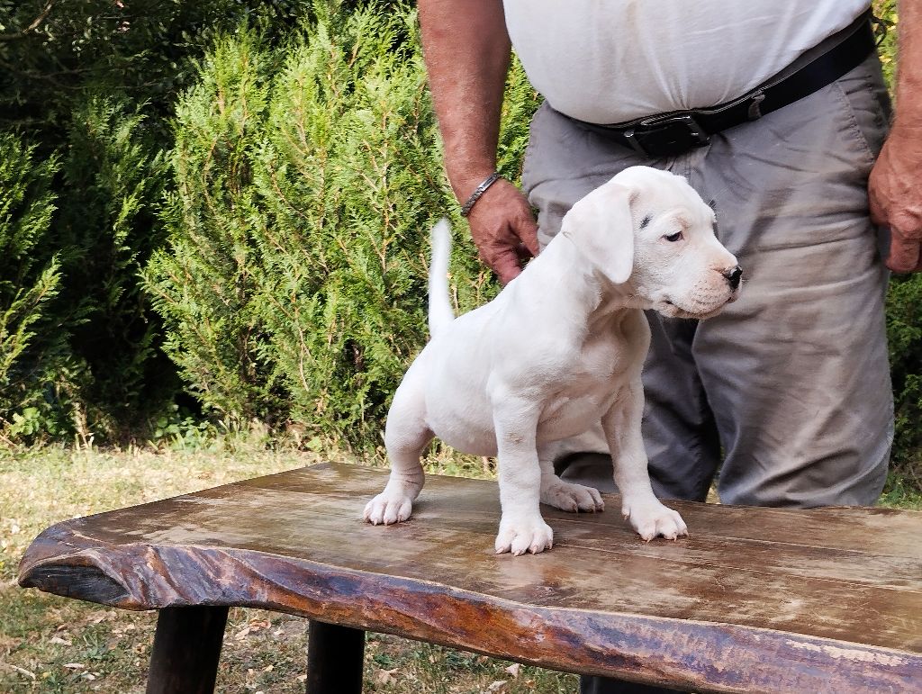 Des Monts Du Velay - Chiots disponibles - Dogo Argentino