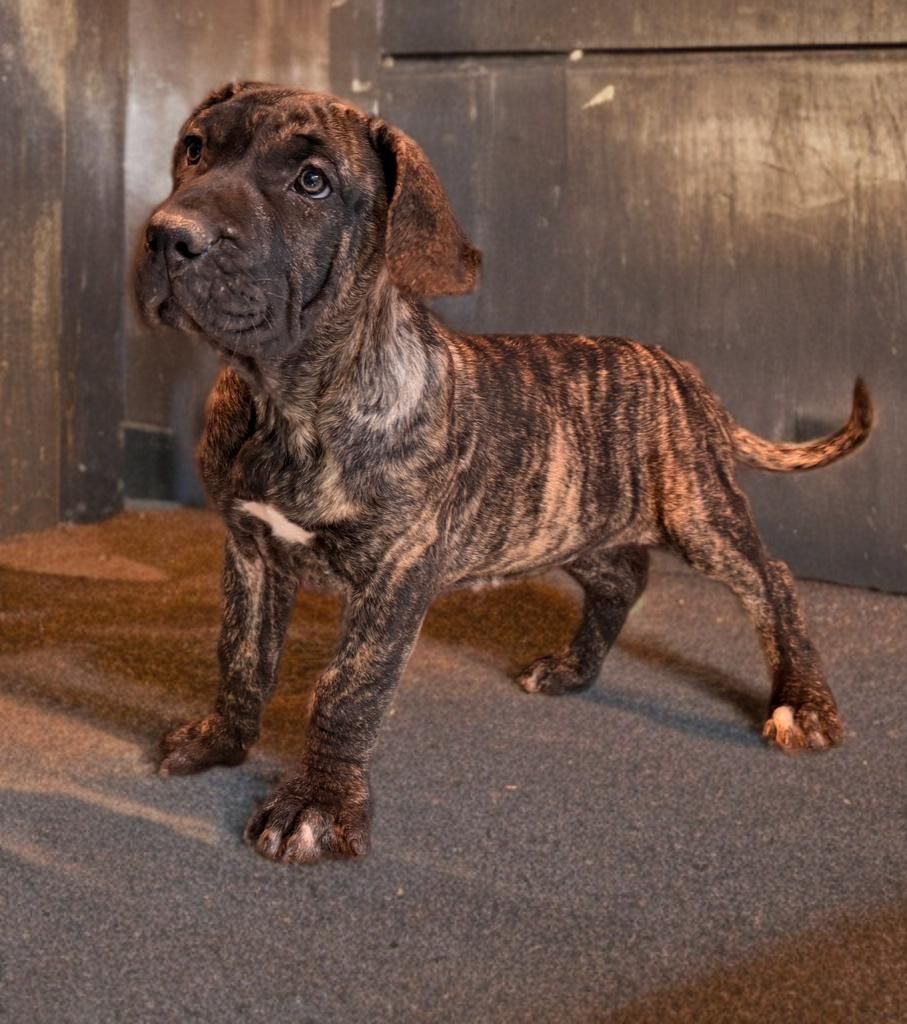 Des Monts Du Velay - Chiots disponibles - Dogo Canario