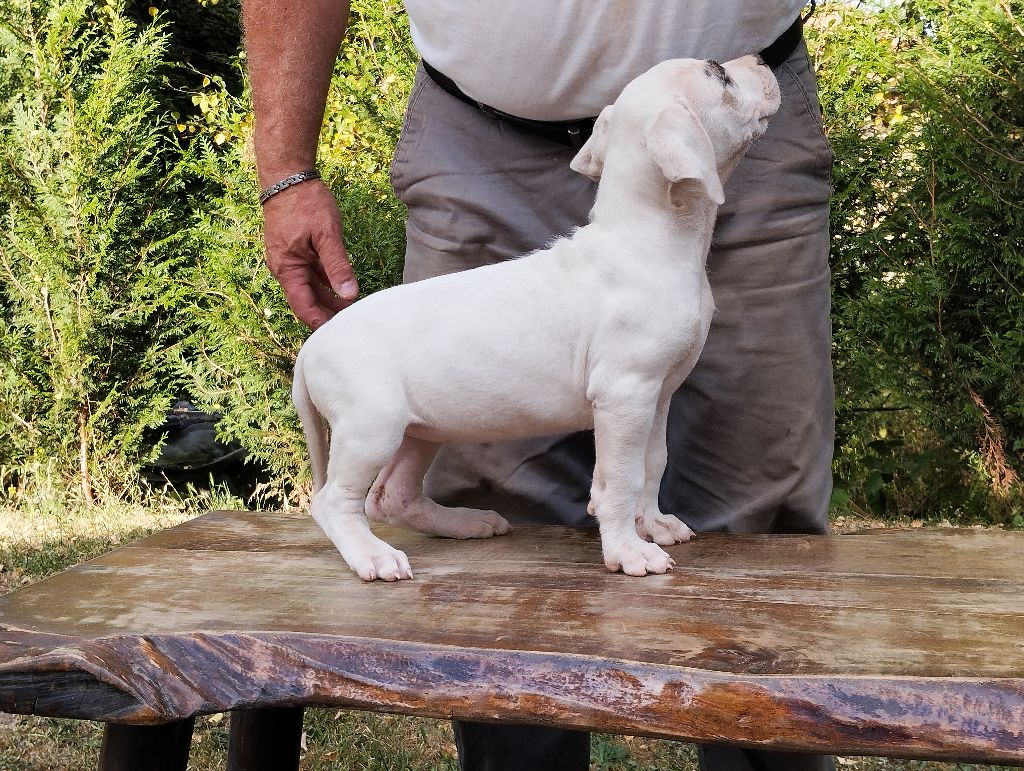 Des Monts Du Velay - Chiots disponibles - Dogo Argentino