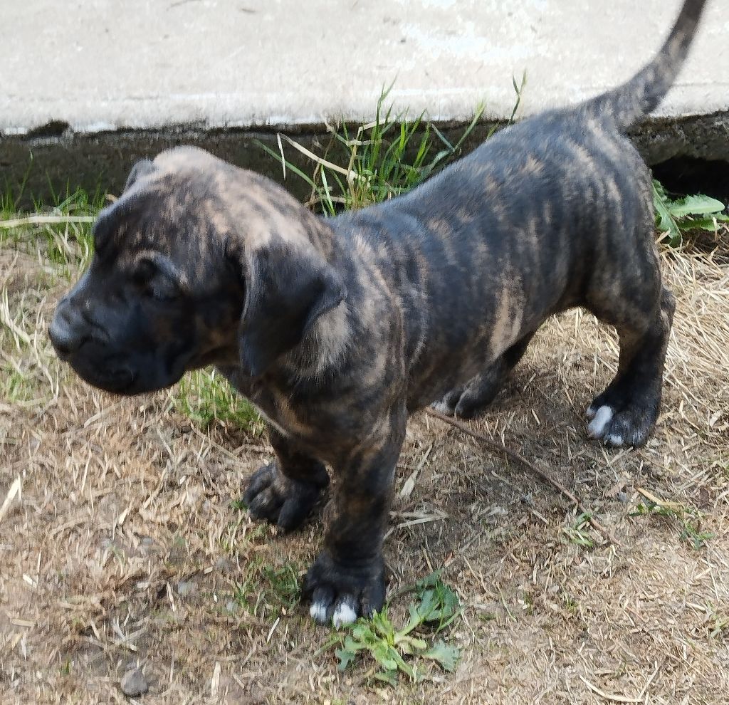 Des Monts Du Velay - Chiots disponibles - Dogo Canario