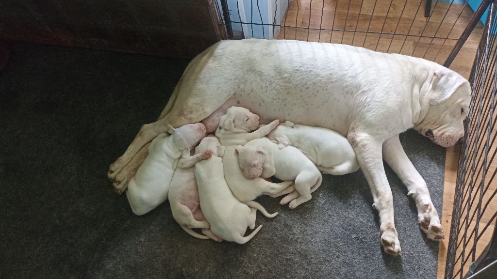 Des Monts Du Velay - Dogo Argentino - Portée née le 20/04/2022