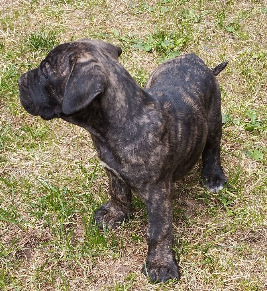 Des Monts Du Velay - Chiots disponibles - Dogo Canario