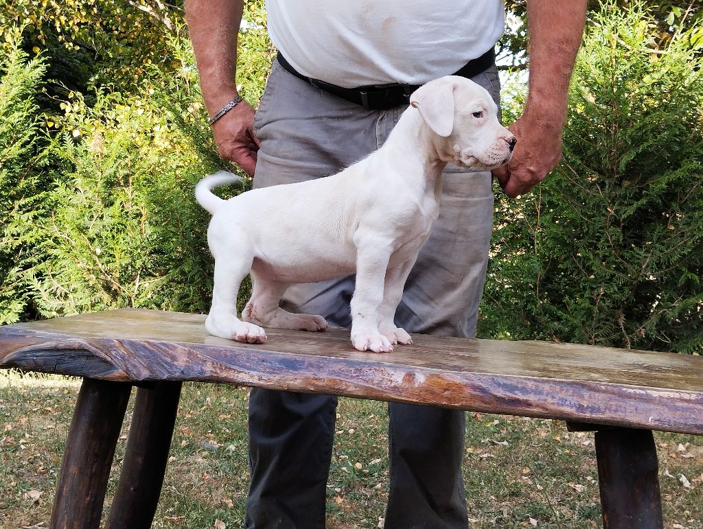 Des Monts Du Velay - Chiots disponibles - Dogo Argentino