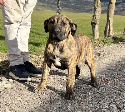 CHIOT 8 : Verone
