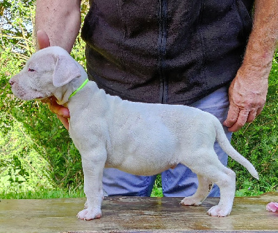 CHIOT 3