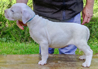 CHIOT 6
