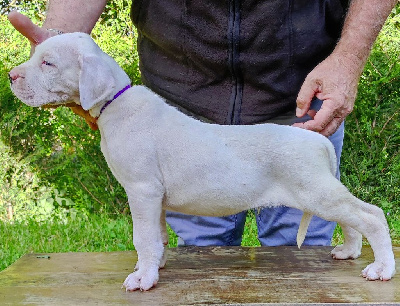 CHIOT 2