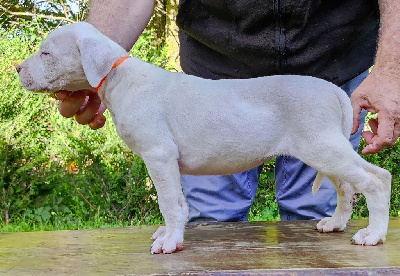 CHIOT 4