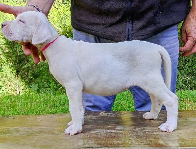 CHIOT 5