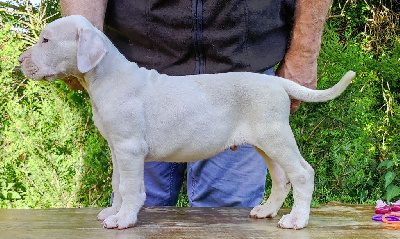 CHIOT 1