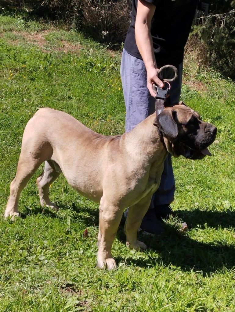 Des Monts Du Velay - Dogo Canario - Portée née le 17/06/2025
