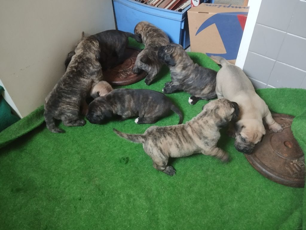 Chiot Dogo Canario Des Monts Du Velay